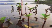 Image of Plant in water Image of Plant in water